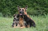 BERGER ALLEMAND 1220